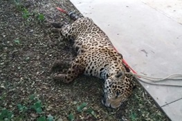 WCS Paraguay Reports Jaguar Killing in Loma Plata